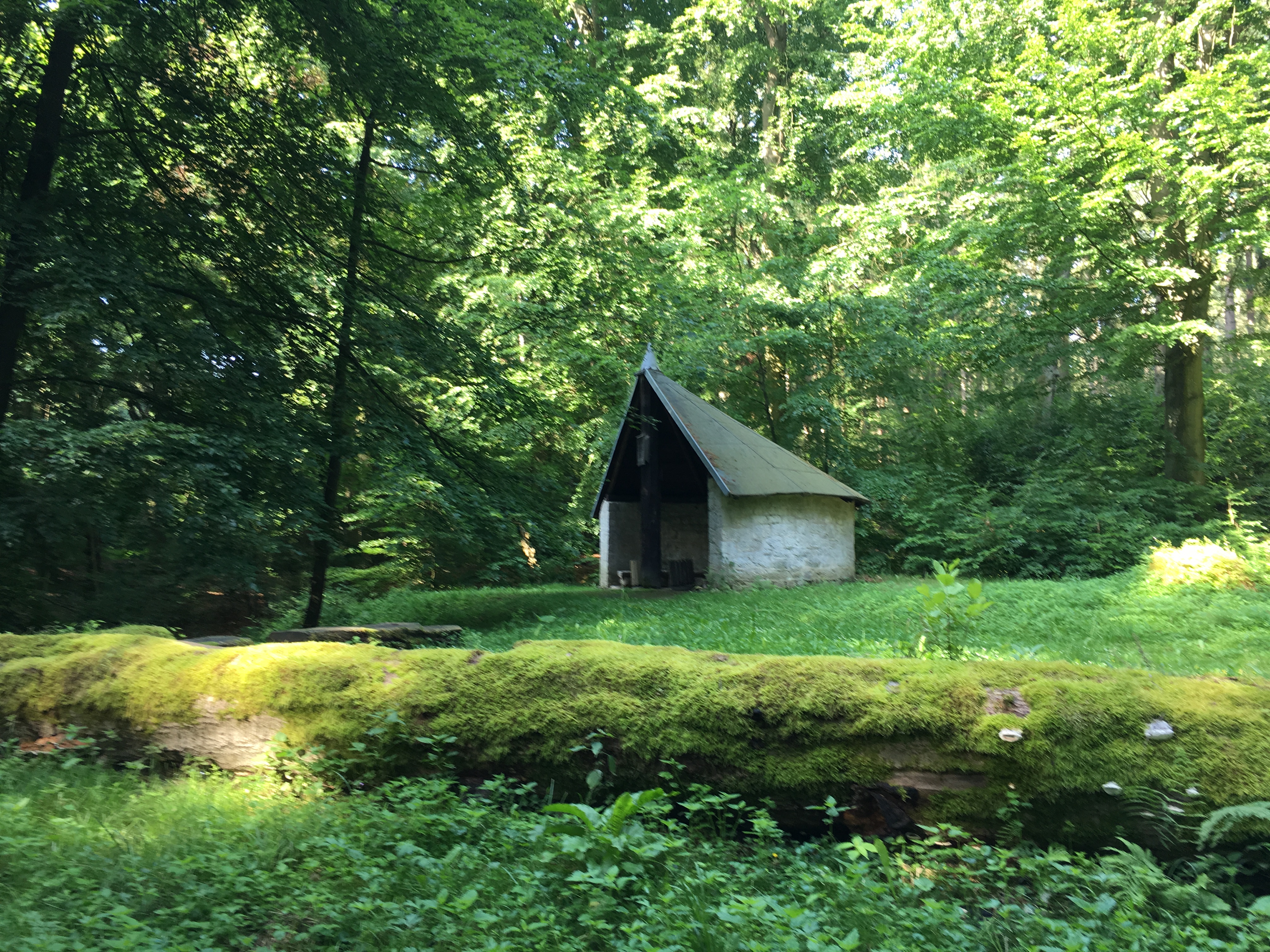 Morgenstimmung im Wald