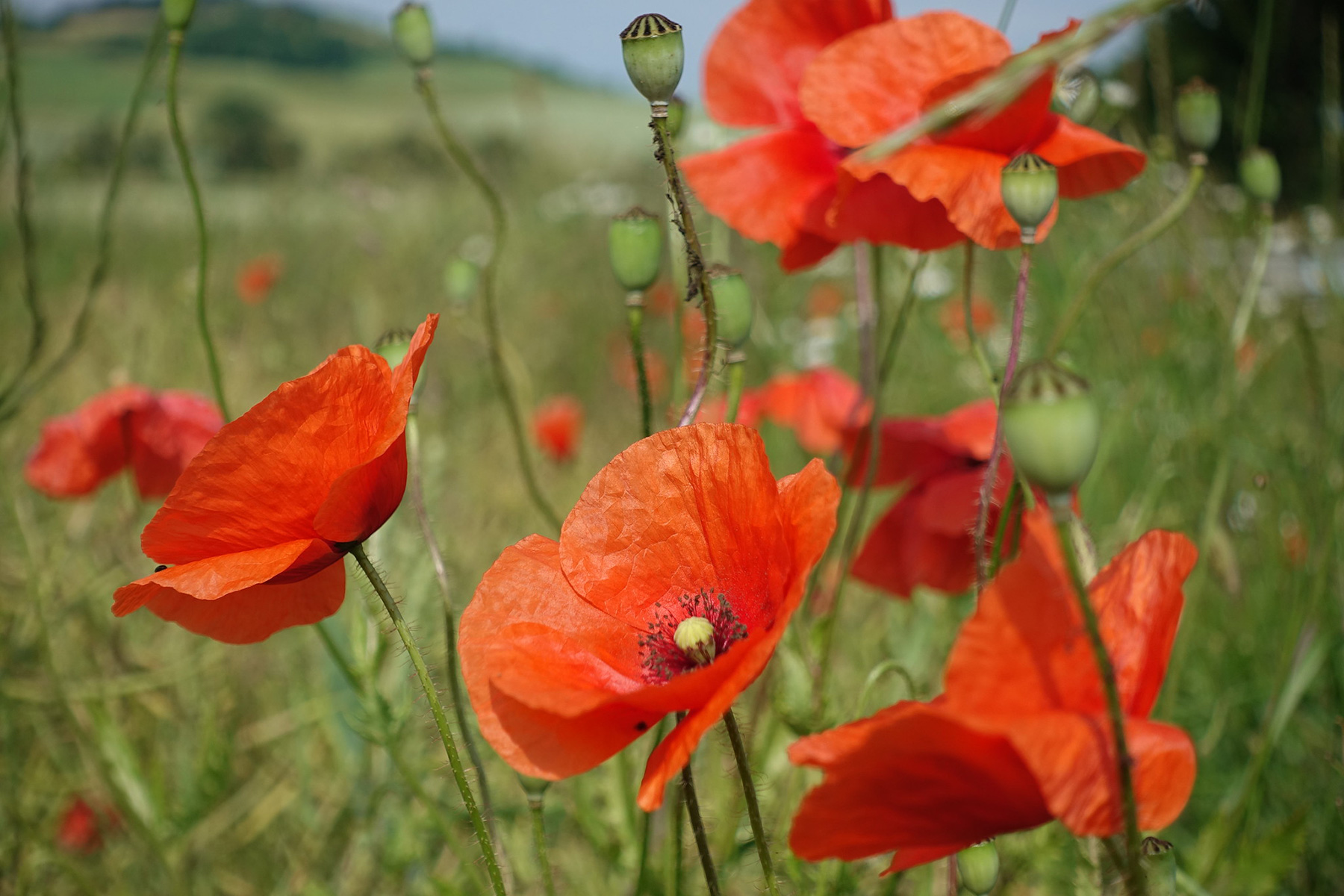 Mohnblumen am Wegrand
