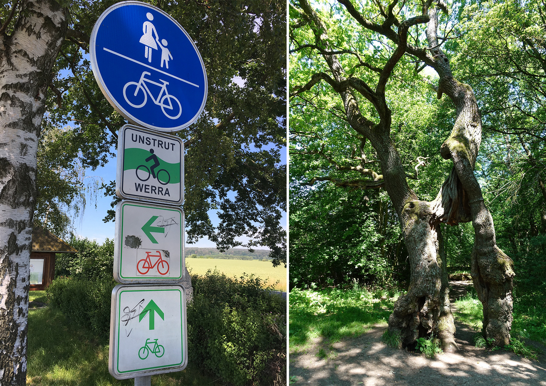 Was jetzt? Links oder Geradeaus? | Betteleiche