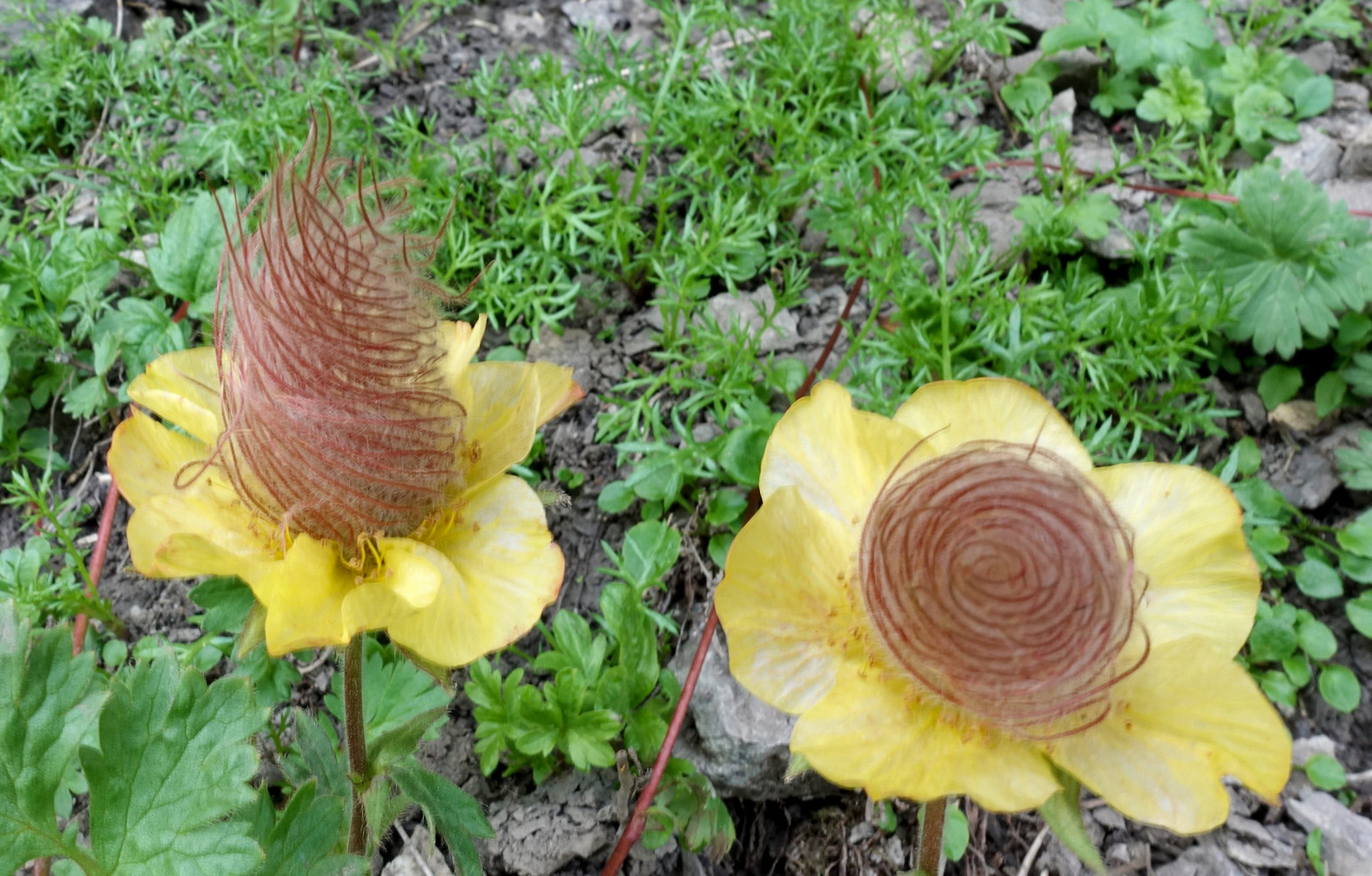 Verblühte Anemonen?